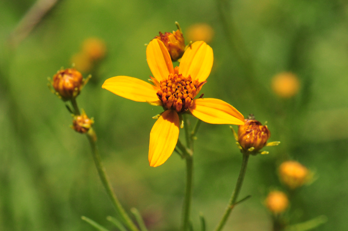 Apache Beggarticks or Arizona Beggarticks as it is also known blooms from July or August through September or October. Bidens aurea has been introduced in Europe and South America where it has become naturalized. Bidens aurea Apache Beggarticks or Arizona Beggarticks as it is also known blooms from July or August through September or October. Bidens aurea has been introduced in Europe and South America where it has become naturalized. Bidens aurea